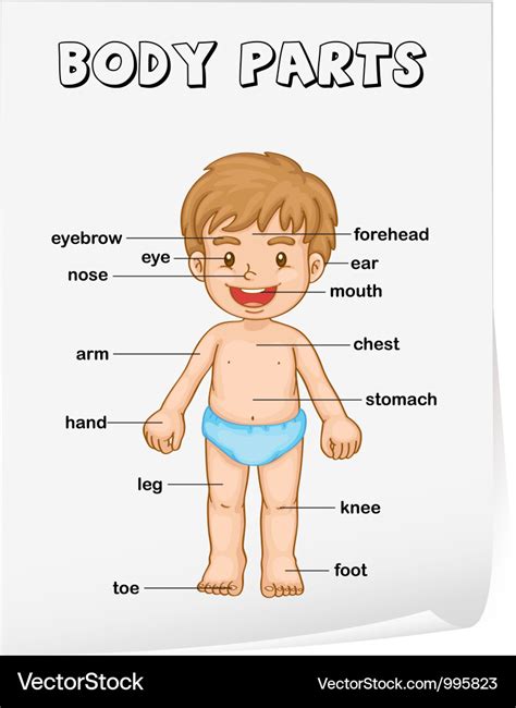 body parts diagram body layout organs human body parts list rihannas   tarian