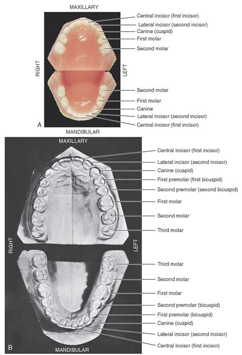 introduction  dental anatomy dental anatomy physiology