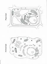 Coloring Pages Biology Marine Corps Astronomy Sheets Color Getcolorings Getdrawings Colorings sketch template