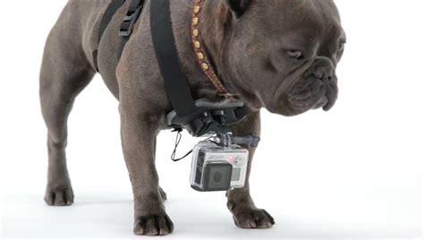 gopro fetch records dogs point  view business insider