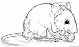 Draw Mouse Drawing Step Tutorials Field Capybara Supercoloring Mice Coloring Choose Board sketch template