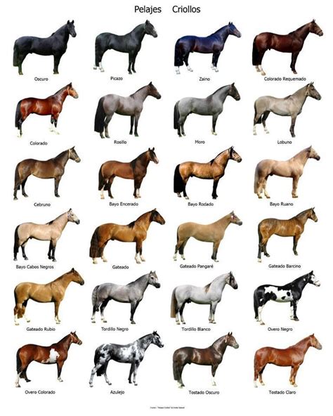 horse breed chart images  pinterest horse breeds colour