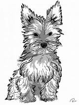 Yorkie Dog Coloring Pages Getdrawings Drawing sketch template