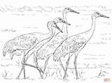 Sandhill Cranes Crowned Colorear Colouring Grullas Designlooter Supercoloring Pencil sketch template