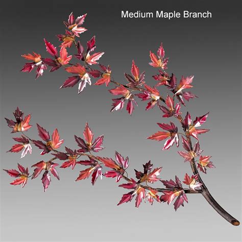 maple branch