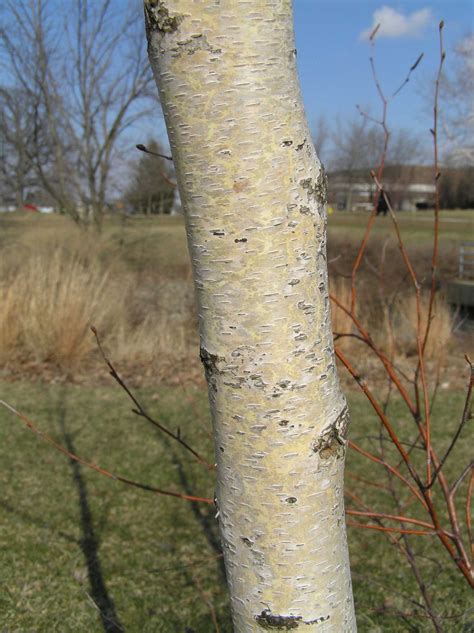 gray birch purdue fort wayne
