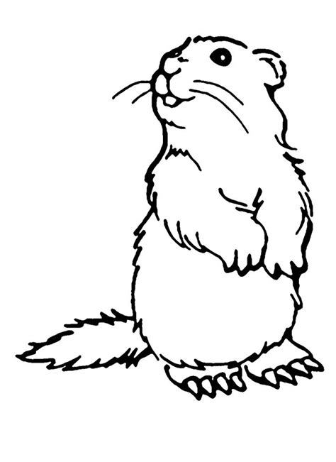 groundhog coloring pages  coloring pages  kids