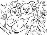 Koala Australie Coloriages Toupty sketch template