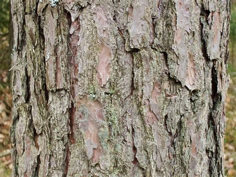 edible tree bark the ultimate survival food off the