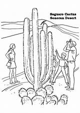 Coloring Cactus Saguaro Pages Flowers Worksheets Parentune Books sketch template