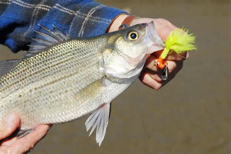 White Bass Runs In The Ozarks Are A Sure Sign Of Spring