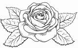Blomster Tegninger Rosas Hvide Gravering Sorte Smuk Stil sketch template