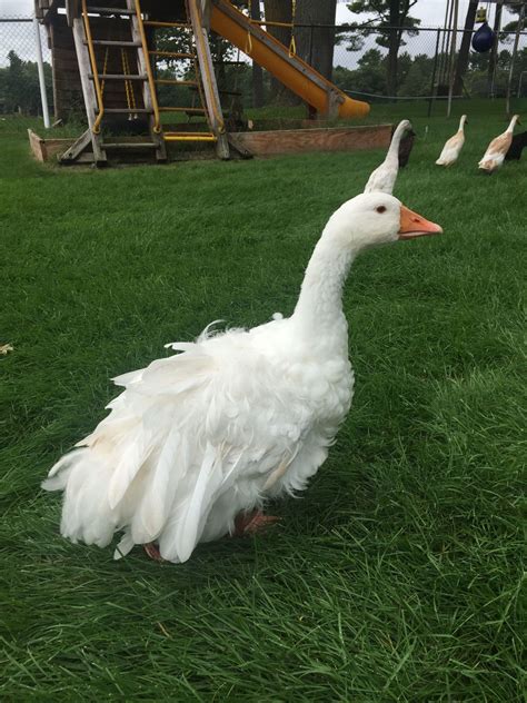 sebastopol goose or gander backyard chickens learn how to raise
