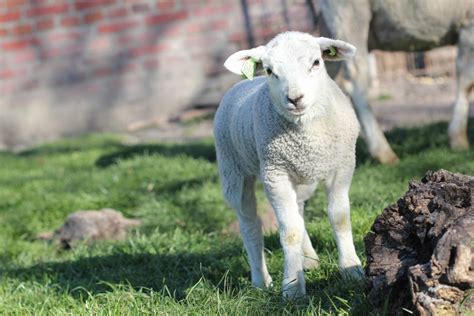 schapen dierenartsenpraktijk het drentse hart