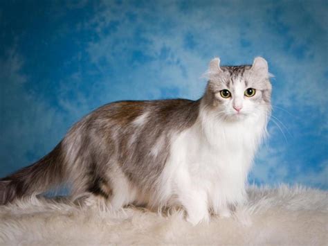 top  rarest cat breeds stunningfuncom
