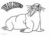 Walrus Cool2bkids sketch template