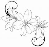 Outline Tattoo Lily Flower Drawing Sketch sketch template