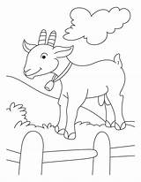 Goat Cabras Cabra Goats Koza Fazenda Ziege Kolorowanki Atividades Kolorowanka Kozy Pygmy Druku Kambing Capra Hircus Popular Sheep Carneiro Carneirinhos sketch template