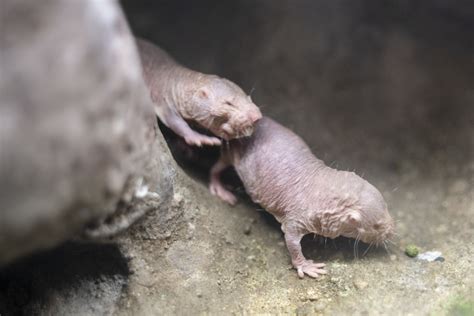 alpha female naked mole rats render subordinate females