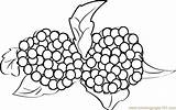 Coloring Blackberries Berries Pages Coloringpages101 sketch template