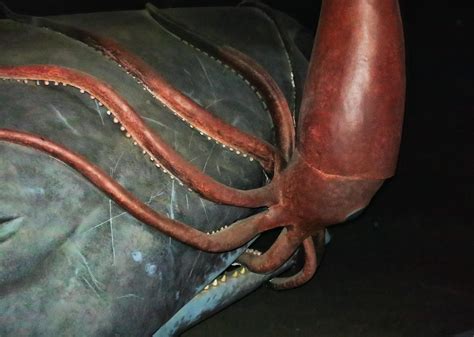 largest giant squid attacks