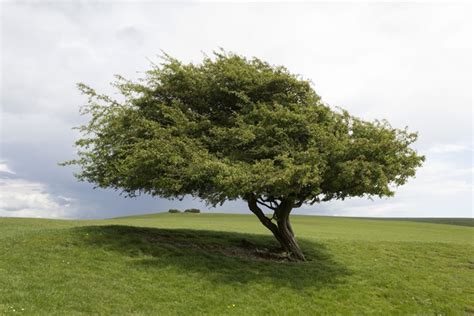 gratis stock fotos rgbstock gratis afbeeldingen een boom micromoth