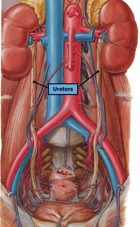 Female Pelvic Anatomy Repro With Otey At University Of