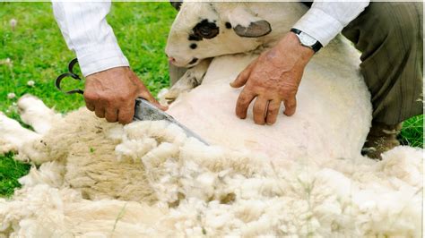 tosquia higienica em ovinos zootecnia brasil