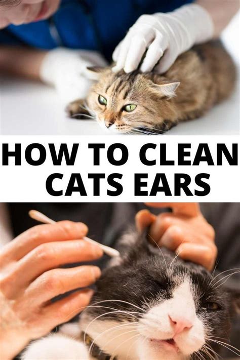 clean cats ears  home remedies clean cat ears cat ears