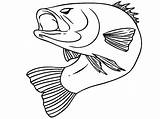 Fish Bass Coloring Pages Color Largemouth Drawing Realistic Bend Body His Striped Printable Getdrawings Template Print Getcolorings Templates Sketch sketch template