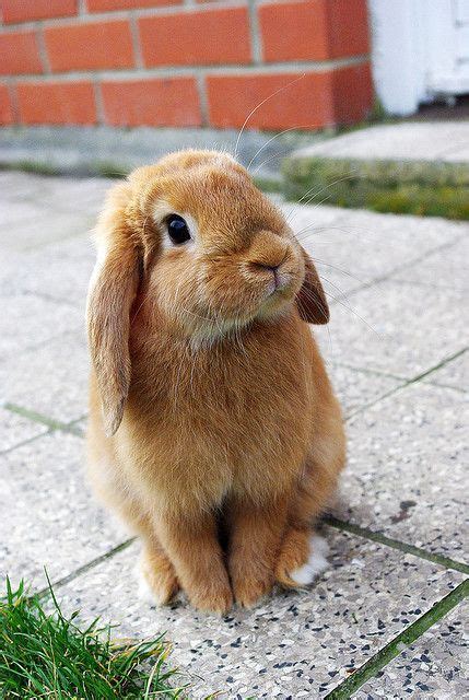 sweet face bunny animals  pets funny animals cute babies wild
