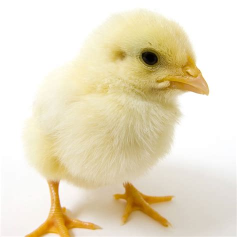 buy baby chickens   poultry