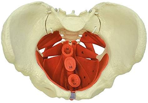 Female Pelvis With Pelvic Floor Muscles Rudiger Anatomie A267