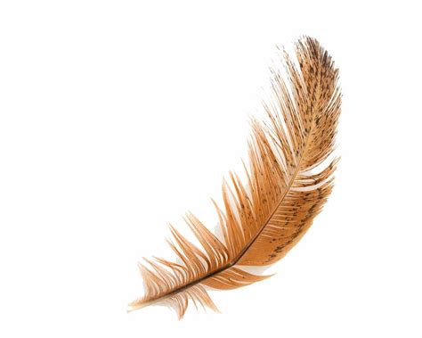 feather high definition wallpaper wallpapers pinterest feathers