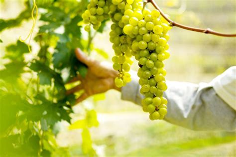 grapes grow  vineyard  tagaytay abs cbn news