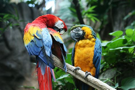 macaw parrot bird tropical  wallpapers hd desktop  mobile