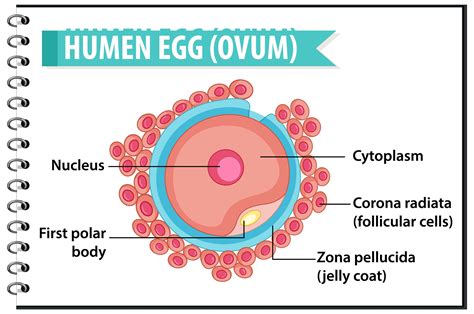 human egg  ovum structure  health education infographic