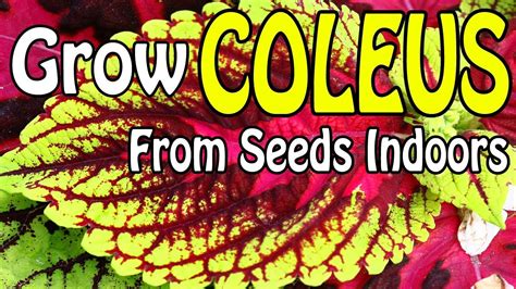 grow coleus  seeds indoors youtube