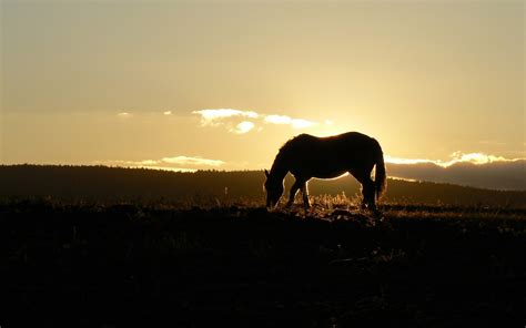 horses sunrise sunset wallpapers hd desktop  mobile backgrounds