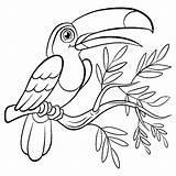 Toucan Oiseau Animais Toco Tropical Coloriages Branche Justcolor Beau Feuillue Sketch Gratuit Pajaritos Coloring sketch template