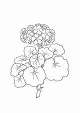 Flower Drawing Coloring Geranium Pages Hydrangea Color Getdrawings Clipartqueen sketch template