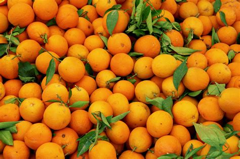 manfaat buah jeruk  kesehatan tubuh carasehat
