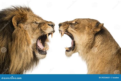 lion roaring stock photography cartoondealercom