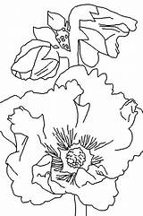 Coloring Pages Printable Hollyhock sketch template