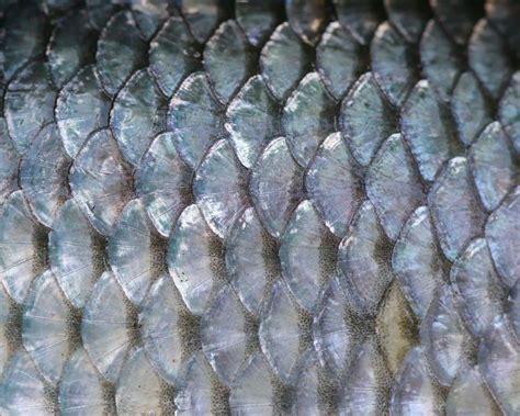 fish scales science learning hub