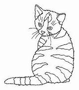 Pages Cat Coloring Color Ausmalbilder Ausmalen Malvorlagen Embroidery Katze Zum Print Ausmalbild Drawing Patterns Animal Malvorlage Chat Coloriage Colors Anime sketch template