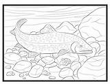 Trout sketch template
