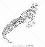Pheasant Golden Coloring Designlooter Chinese Drawing 08kb 470px sketch template