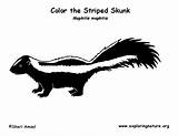 Skunk Coloring Striped Exploringnature sketch template