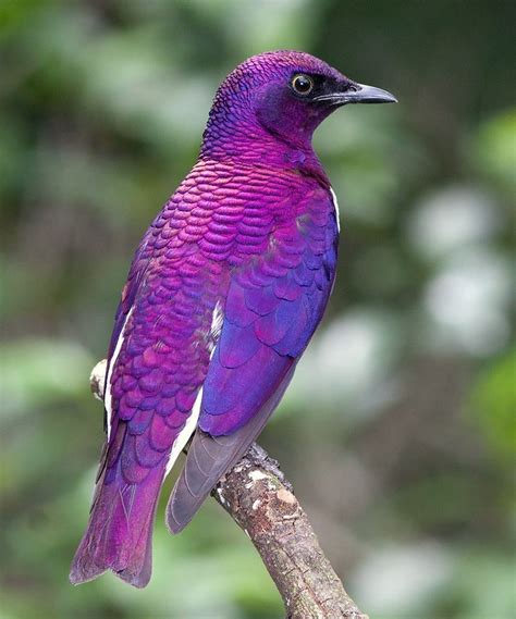 violet backed starling  africa kleurrijke vogels prachtige